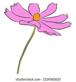 Single cosmos flower vector simple illustration isolated on white background. Hand drawn colored version. Floral vector for childrens illustration, summer design, screen printing.