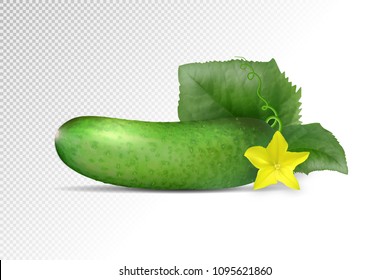 Single cucumber isolated on white background. Vector