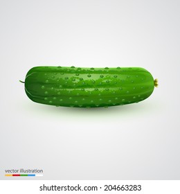 Single cucumber isolated on white background. Vector