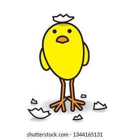 Single Cute Freshly Hatched Yellow Chick with Egg Shell Fragments Boldly Staring towards camera