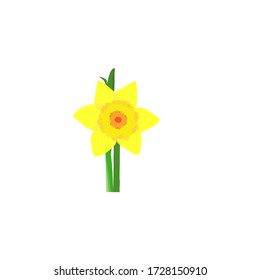 Single Daffodil Flower Vector Art
