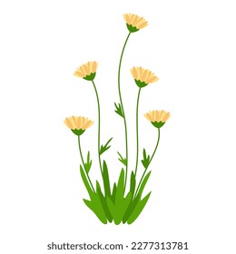 Single dandelion flower. Flat vector illustration. Design element for postcards, books, covers