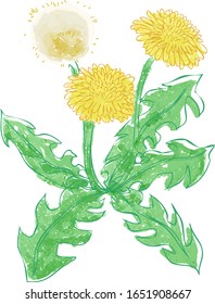 Single dandelion flower illustration material