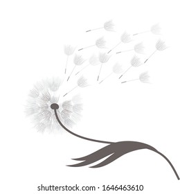 single dandelion flower, vector illustration 