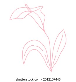 Un simple y delicado arte de la línea floral de la calila, ilustración vectorial. Elemento botánico sencillo para el diseño. Dibujo manual, esbozo.