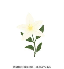 Una única y delicada flor blanca con hojas verdes, elegantemente ilustrada sobre un fondo blanco liso