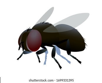 single dirty brown ugly dung fly with bristles & faceted eyes. logo or emblem, infection symbol. color vector illustration isolated on a white background in cartoon or clip art style