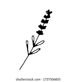 Icono relacionado con la hierba seca de lavanda de un solo doodle, aislado en fondo blanco. Ilustración de material vectorial en estilo de tinta simple dibujado a mano. Elemento de diseño.