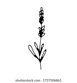 Single doodle lavender dried herb related icon, isolated on white background. Vector stock illustration in hand drawn simple inked style. Design element.