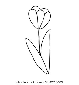 Blüte mit einem Doppel-Umriss. Handgezeichnete Tulpe einzeln auf Weiß