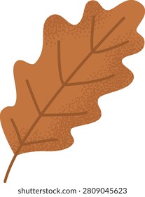 Single dry autumn oak leaf. Textured brown foliage element isolated on white background