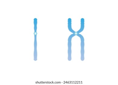 Diseño científico de estructura cromosómica simple y duplicada. Ilustración vectorial.