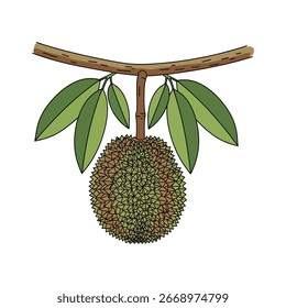 Una sola fruta durión cuelga de una rama con hojas, representada en un estilo simple e ilustrado.