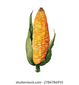 Single ear of ripe yellow corn