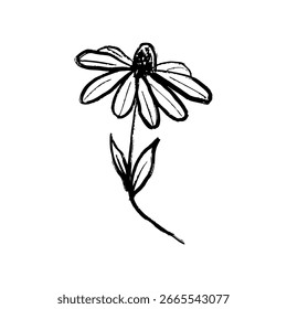 Diseño de flor de equinácea simple en textura de trazo de pincel negro aislado en blanco. Dibujado a mano ilustración de boceto de Vector en tinta de carbón vintage. Hermosa tarjeta de impresión, decoración de la boda, hierba médica