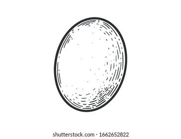 Single Egg sketch vector illustration.