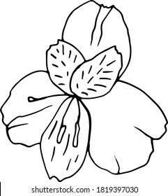 Single elegant lily flower bud hand drawn in vector. Doodle illustration for label, poster, textile print, stickers, cosmetic packaging or seasonal design. Adorable icon for spa salon, florist shop