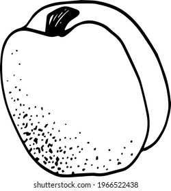Single element of apricot in doodle summer set. Hand drawn vector illustration for greeting cards, posters, stickers and seasonal design.