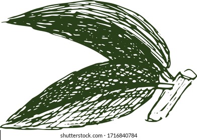 Un elemento, aguacate, ilustración de doodle dibujado a mano en vector. Dibujo a mano de la comida.Diseño para embalaje, bodas, tejidos, textiles, papel pintado, sitio web, postales.