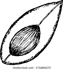 Single element, avocado, hand-draw doodle illustration in vector. Food hand drawn illustration.Design for packaging, weddings, fabrics, textiles, wallpaper, website, postcards.