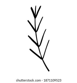 Single element. Christmas tree branch. Hand-drawn. Doodle, sketch, icon. Dry twig for decoration. Vector illustration for greeting cards, print, banners and seasonal designs. On a white background.