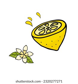single element of cute cartoon lemon slice with lemon flower in doodle style. Element for print, postcard, menu, poster, textile or advertising. Vector illustration.  Isolated on white background