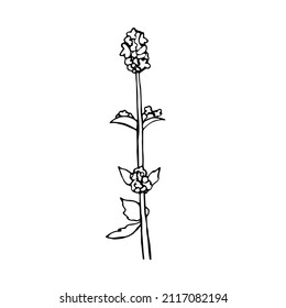 Single element flower in doodle style.  Hand drawn vector illustration.
