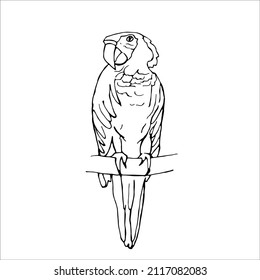 Single element parrot in doodle style.  Hand drawn vector illustration.