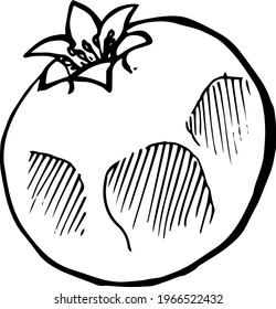 Single element of pomegranate fruit slice in doodle summer set. Hand drawn vector illustration for greeting cards, posters, stickers and seasonal design.