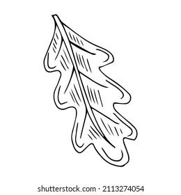 Single element. Tree leaf, oak leaf. Hand drawn. Doodle, sketch, icon. Vector illustration for greeting cards, prints, banners and seasonal designs. On a white background.