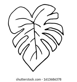 A single exotic tropical leaf is isolated. Monstera leaf line art. Doodle style. Minimalism. Modern decor. Vector.