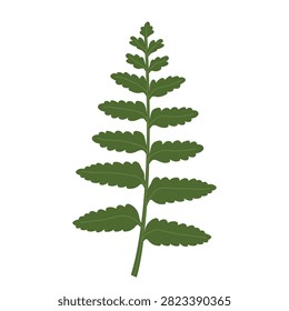 single fern leaf, perfect for botanical designs, nature-themed projects, branding, collages, stationery, and creative compositions - vector illustration
