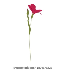 Single Field flower dark pink on a long stem. Hand-drawn vector. Suitable for vertical surfaces. Natural landscape. Design element for spring-summer illustrations, greeting cards, fabric prints.