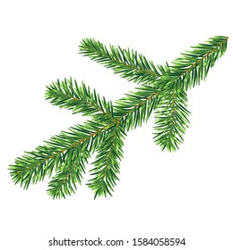 Single fir tree branch vector isolated on the white background