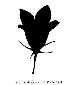 Single "Flax-leaved Bellflower" (or Campanula Carnica) isolated on a white background - Eps10 vector graphics and illustration