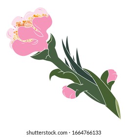 Single floral pink plant with bright yellow center, two unopened buds and thick dark green cut stem with white contour on a white background.