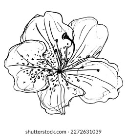 Single flower of azalea or rhododendron. Floral blossom. Hand drawn linear doodle rough sketch. Black silhouette on white background.