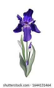 Single flower bright violet iris, branch and green leaves. Isolated on white background. Hand drawn. For floral design, prints, greeting card, textiles, invitations. Vector stock illustration.