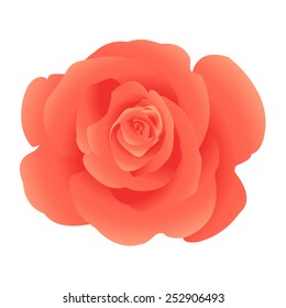 	Single flower coral roses. Vector.