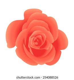 Single flower coral roses. Vector.