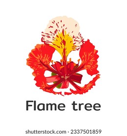 A single flower of Flame tree isolated on white background.