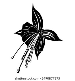 Single flower of fuchsia plant. Black and white silhouette.