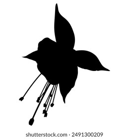 Single flower of fuchsia plant. Black silhouette on white background.