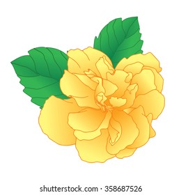 single flower isolated on white background, Vector Illustration