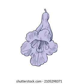 Single flower of Jacaranda tree.Vector illustration Hand drawn sketch, graphic element with a purple fill