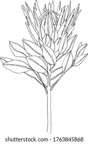 Single flower line art style outline isolated elements for decor print design protea elegance logo