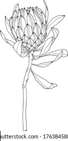 Single flower line art style outline isolated elements for decor print design protea elegance logo