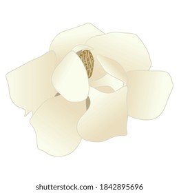 Flor única de árbol de magnolia. Ilustración vectorial aislada. 