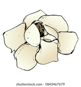 Flor única de árbol de magnolia. Ilustración vectorial aislada. Esbozo dibujado a mano.
