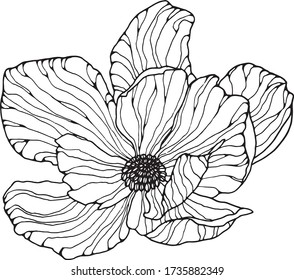 Single flower outline magnolia isolated